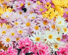 Tapeta Nature Flowers 509.jpg